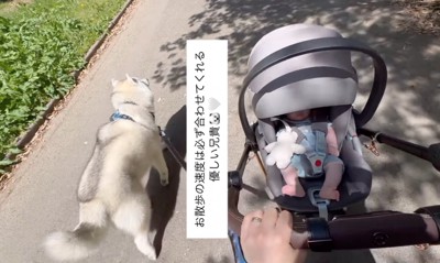 お散歩するハスキーと赤ちゃん