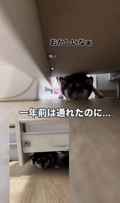 隙間に入ろうとする千幸ちゃん3