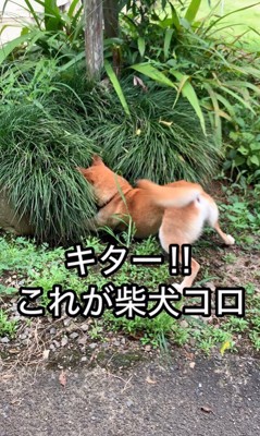 草むらが気になるコロちゃん5