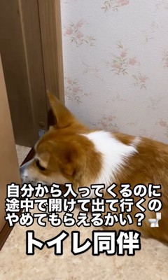 トイレから出て行くこまよちゃん2