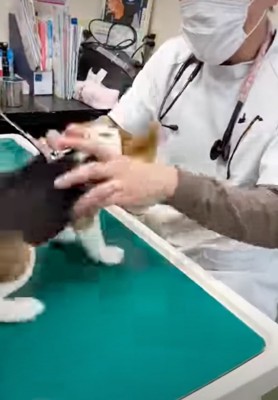 診察台の上で後ずさりする犬