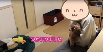 座っている飼い主に抱っこされているトイプー「つかまりました」