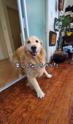 嬉しそうな大型犬