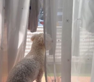 窓の外を眺めるワンコ