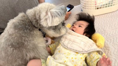 至近距離から見守るトトちゃん