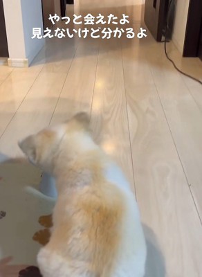 シニア犬のぷりんちゃん