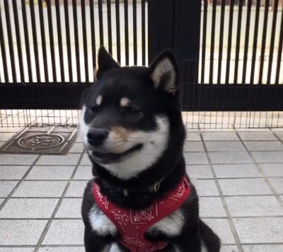 まんまる顔の黒柴さん♡