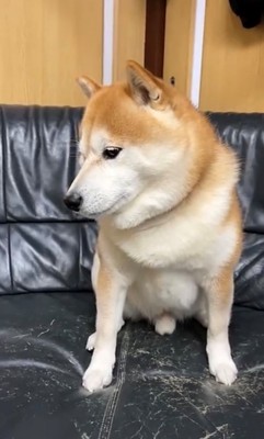 そっぽを向く犬