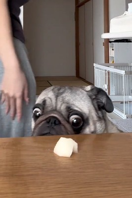 何度も梨を見るぽこちゃん
