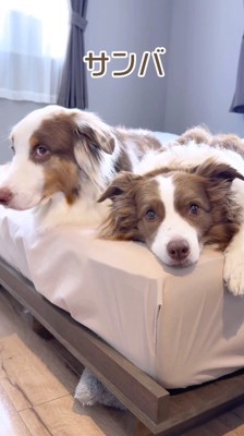 飼い主の方を見る2頭の犬