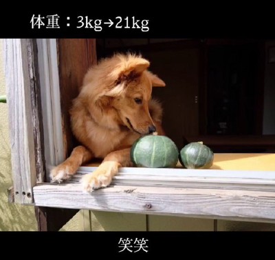 みるみる大きくなって…