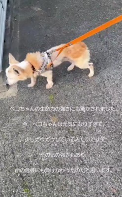 ガウガウすることもあるほど…!