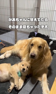 たのちゃんと赤ちゃん犬