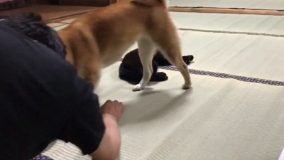 ももちゃんが登場！