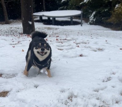 初雪を