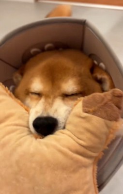 鳴いている長三郎くん