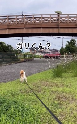 橋の上を見る犬