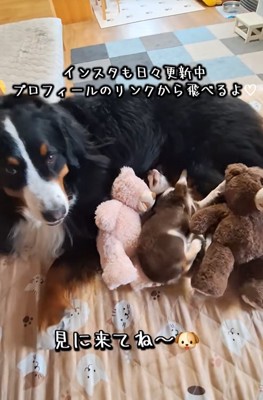 大型犬と小型犬