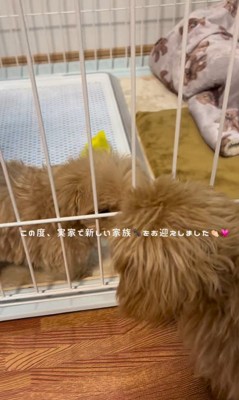 ぷぅちゃんとうみちゃんの初対面3