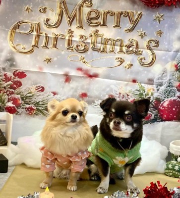 めるちゃんとぺろちゃん