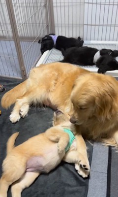 たのちゃんと赤ちゃん犬5