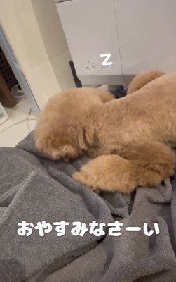 洗濯物の上に寝る犬2