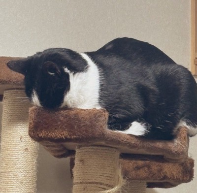 甘えん坊なほたてちゃん