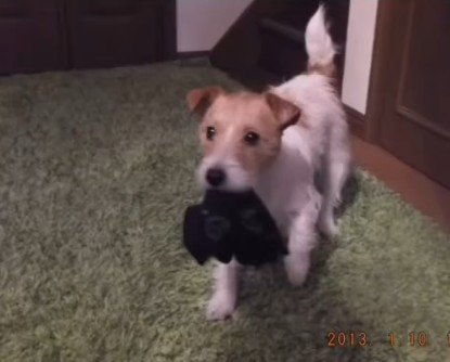 やんちゃなミントちゃん