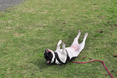 芝生で転がるフレンチブルドック