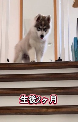 階段が降りられないパウくん