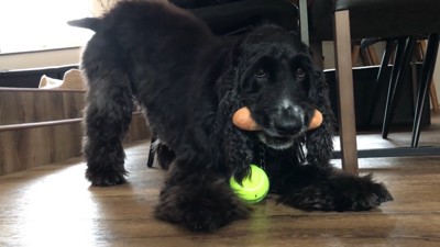 欲張って2つのおもちゃをキープ