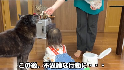 女性が持つおやつに顔を近づける犬