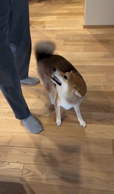 大好きなおじさんが来た時のはちちゃん3