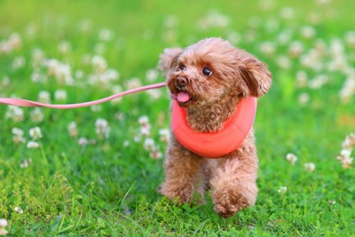 お散歩する茶のトイプードル