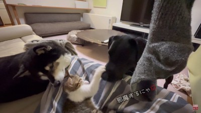 もみじちゃんを囲む大河くん＆銀河くん5