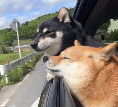 窓から入る風を受けて気持ちよさそうな顔の柴犬2匹