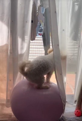 なんとかバランスを維持