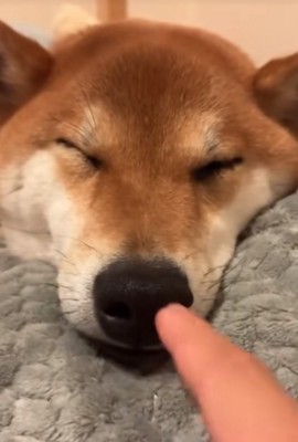 寝ている柴犬の鼻の穴に指を挿し込む