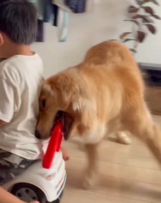 おもちゃの車の取っ手を咥えて、男の子の背中に頭をつける犬