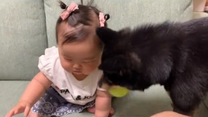 ボール遊びがしたい柴犬さん