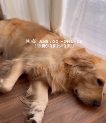 窓際で眠る犬