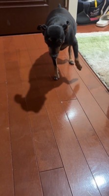 ぎこちない動きで飼い主の方へ近づく犬