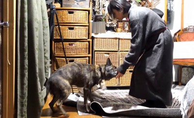 飼い主の手に顔を近づける犬
