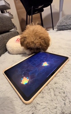 タブレットを見つめるちくわちゃん