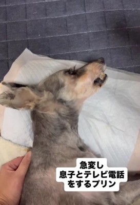 シュナウザーの『ぷりん』ちゃん