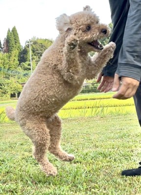 感情