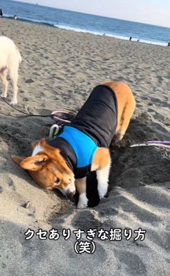 穴掘りを教わるラティちゃん7