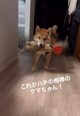 お気に入りを持ってきたはちちゃん