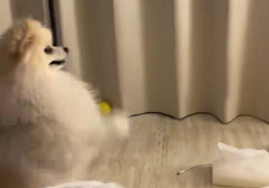 やっぱり神頼み！！