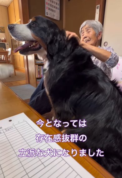 立派な座り姿のバーニーズマウンテンドッグ